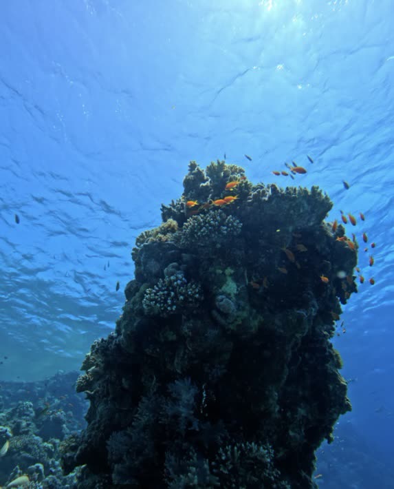 Orange anthias swarming around a coral pinnacle.