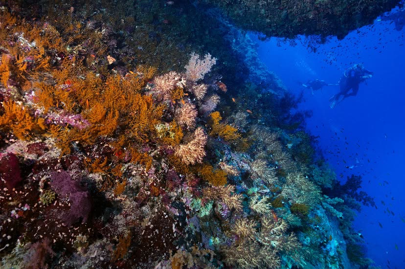 A reef wall covered in orange and purple soft coral, a diver in the blue beyond.