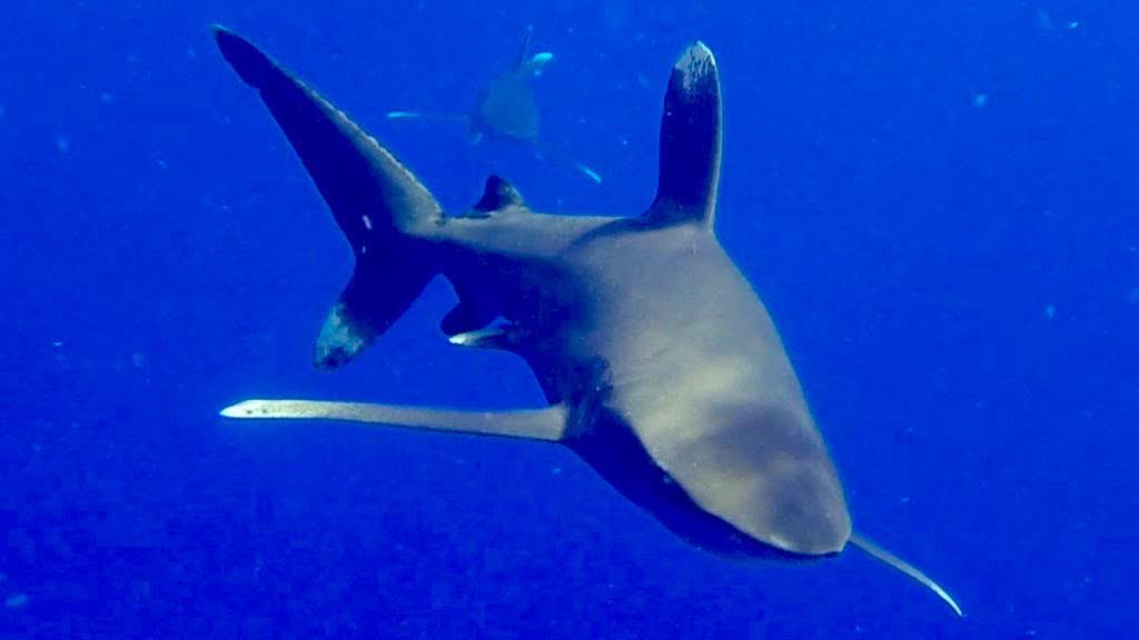 An oceanic whitetip shark swimming close in open blue water.
