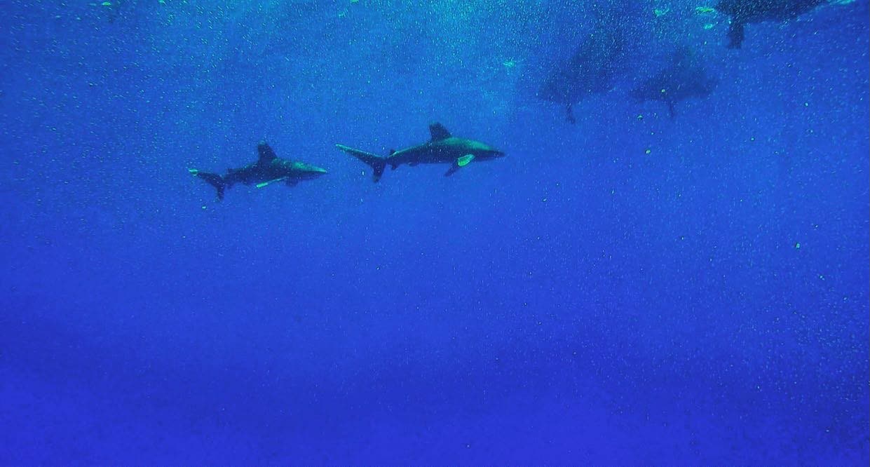 Two sharks cruising side by side in deep blue water.
