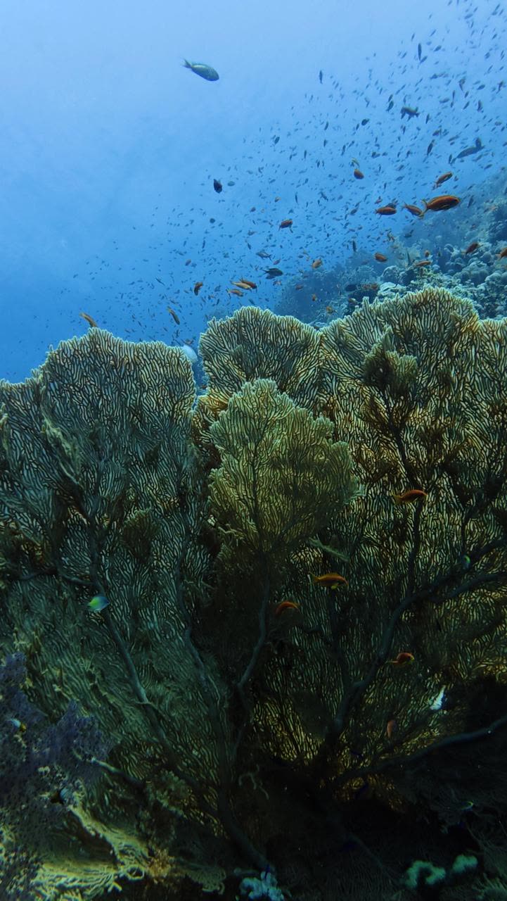 A large sea fan on the reef, fish in the blue around it.